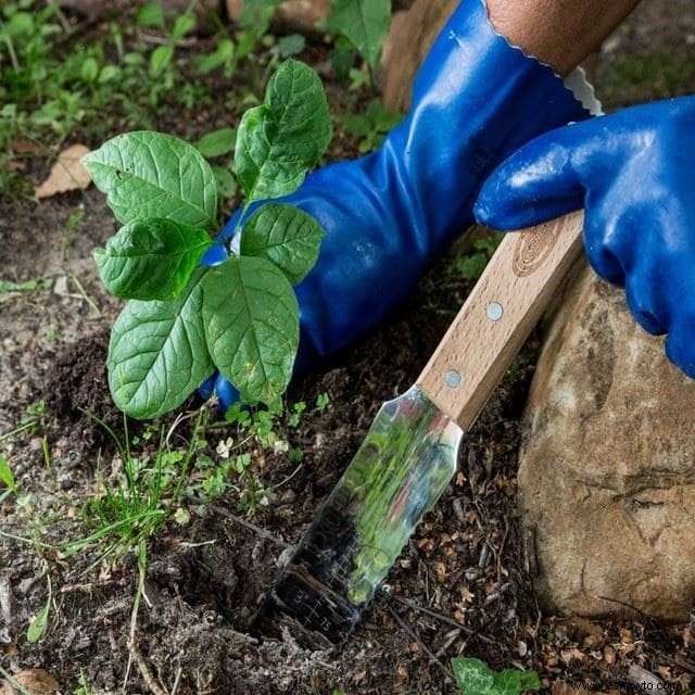 88 Regalos para jardineros:¡Fabulosos hallazgos que querrás conservar para ti!