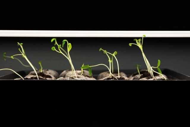 Beneficios para la salud de los microvegetales:una guía para cultivar vegetales inteligentes