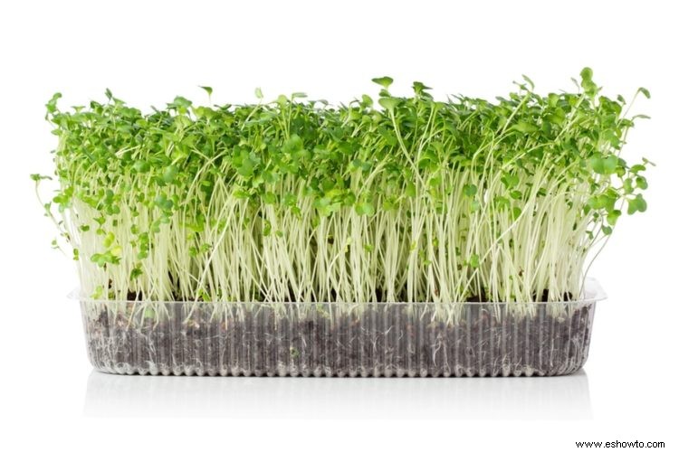 Beneficios para la salud de los microvegetales:una guía para cultivar vegetales inteligentes