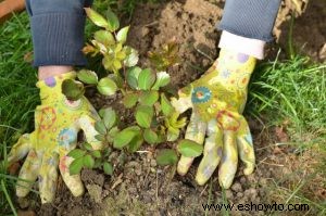 Todo el mundo puede disfrutar de las rosas sin importar dónde cultive el jardín