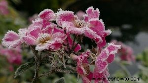 Todo el mundo puede disfrutar de las rosas sin importar dónde cultive el jardín