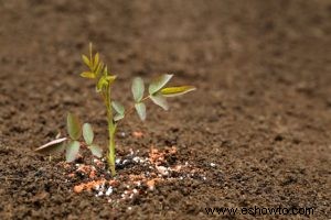 Todo el mundo puede disfrutar de las rosas sin importar dónde cultive el jardín