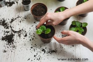 Cómo mantener los geranios en invierno