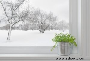 Cómo mantener los geranios en invierno