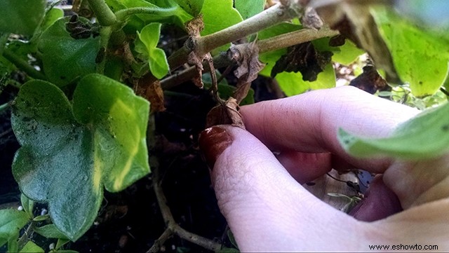 Cómo mantener los geranios en invierno