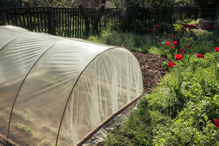 Todo lo que necesita saber sobre la jardinería en marco frío