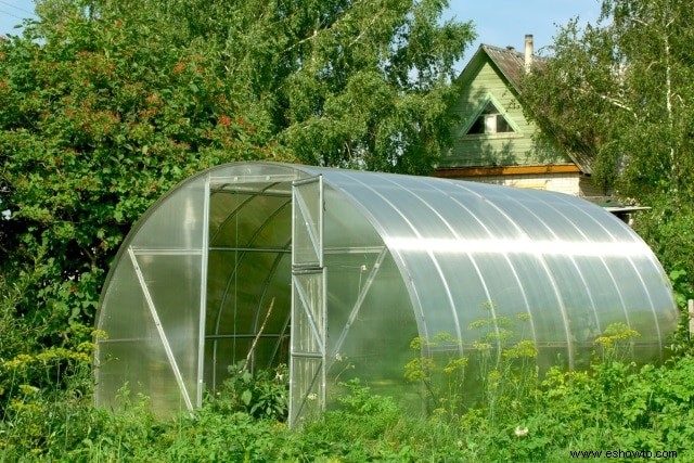 Todo lo que necesita saber sobre la jardinería en marco frío