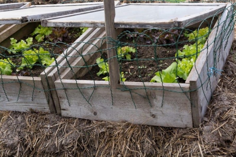 Todo lo que necesita saber sobre la jardinería en marco frío