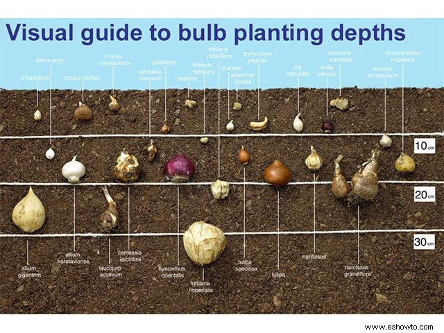 Cómo plantar y almacenar bulbos