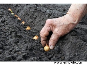 Cómo plantar y almacenar bulbos