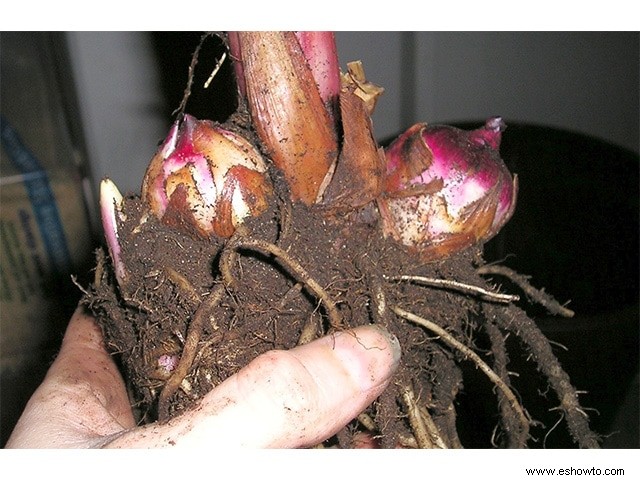 Cómo plantar y almacenar bulbos