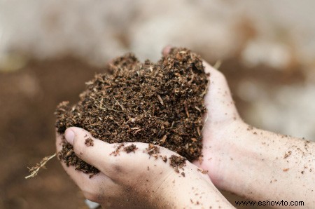 Cómo plantar y almacenar bulbos