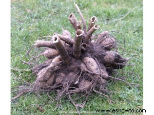 Cómo plantar y almacenar bulbos