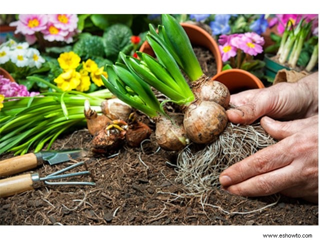 Cómo plantar y almacenar bulbos