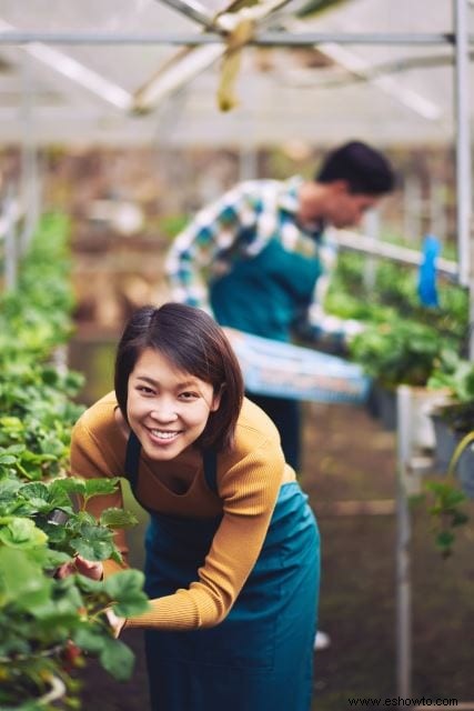 Cultivo de frambuesas:su origen, beneficios y recetas