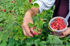 Cultivo de frambuesas:su origen, beneficios y recetas