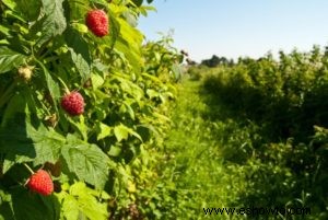 Cultivo de frambuesas:su origen, beneficios y recetas