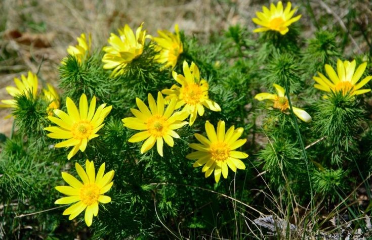 Todo lo que necesita saber sobre las flores que florecen temprano:tipos, consejos y guías