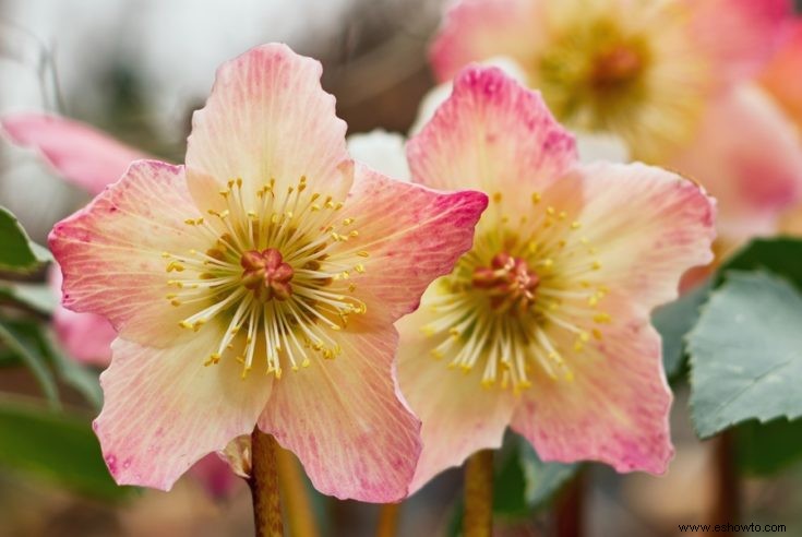 Todo lo que necesita saber sobre las flores que florecen temprano:tipos, consejos y guías