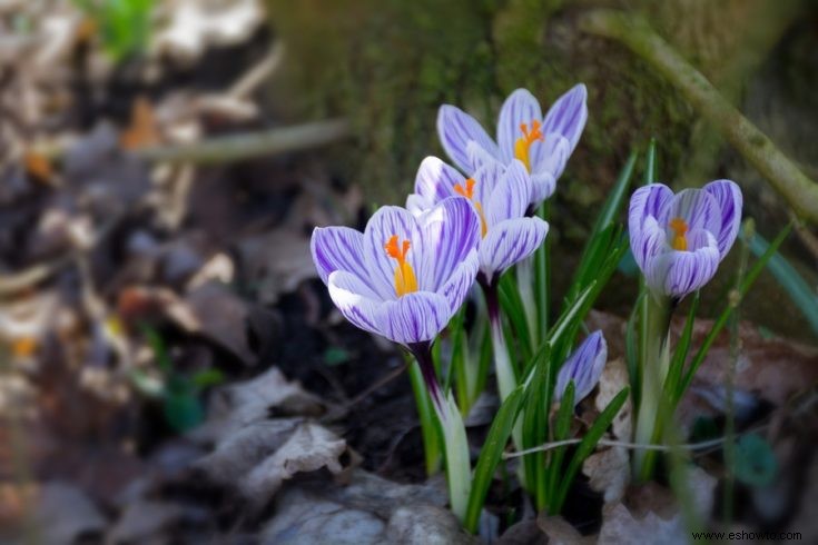 Todo lo que necesita saber sobre las flores que florecen temprano:tipos, consejos y guías