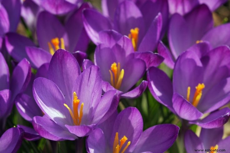 Todo lo que necesita saber sobre las flores que florecen temprano:tipos, consejos y guías