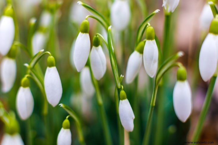 Todo lo que necesita saber sobre las flores que florecen temprano:tipos, consejos y guías