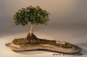 23 de los bonsáis más pequeños