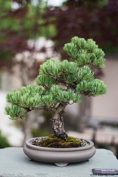 23 de los bonsáis más pequeños