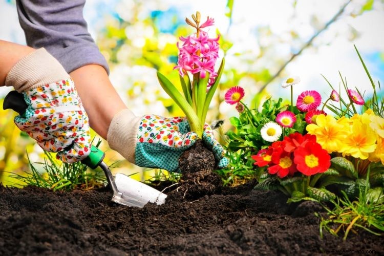 Jardinería con lasaña:una guía para ahorrar presupuesto, proceso sencillo