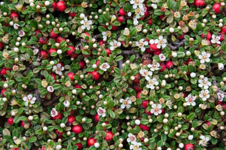 Guía de crecimiento y cuidado del bonsái Cotoneaster