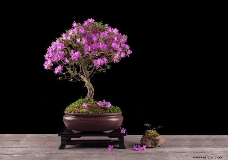 Guía de crecimiento y cuidado del bonsái Cotoneaster