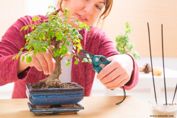 Guía de crecimiento y cuidado del bonsái Cotoneaster