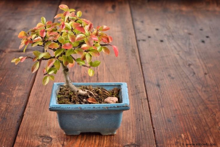 Guía de crecimiento y cuidado del bonsái Cotoneaster