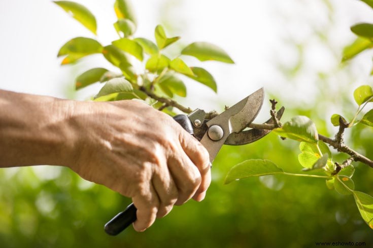 Guía de crecimiento y cuidado del bonsái Cotoneaster