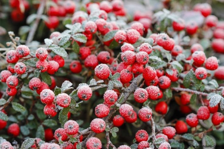 Guía de crecimiento y cuidado del bonsái Cotoneaster