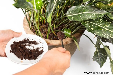 Café molido para jardinería:8 usos diferentes