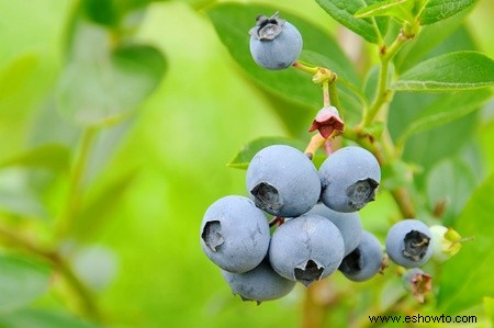 Café molido para jardinería:8 usos diferentes