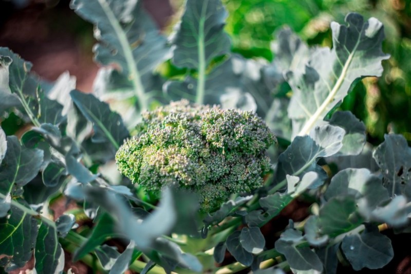 Cultive brócoli en interiores como un experto