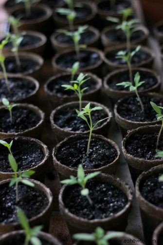 Tutorial de tomates:cómo plantar, cultivar y cosechar tomates
