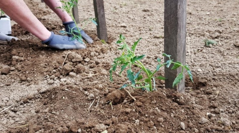 Tutorial de tomates:cómo plantar, cultivar y cosechar tomates