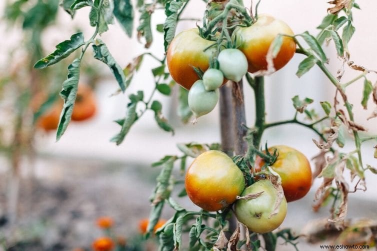 Tutorial de tomates:cómo plantar, cultivar y cosechar tomates