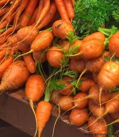 Cómo cultivar zanahorias:la guía definitiva