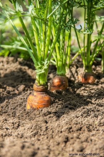 Cómo cultivar zanahorias:la guía definitiva