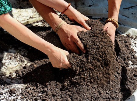 Manzanos bonsái:una guía para el cuidado de árboles frutales compactos