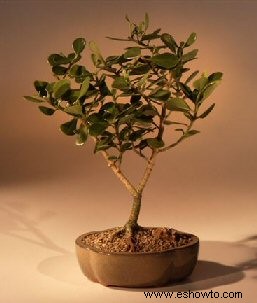 Manzanos bonsái:una guía para el cuidado de árboles frutales compactos