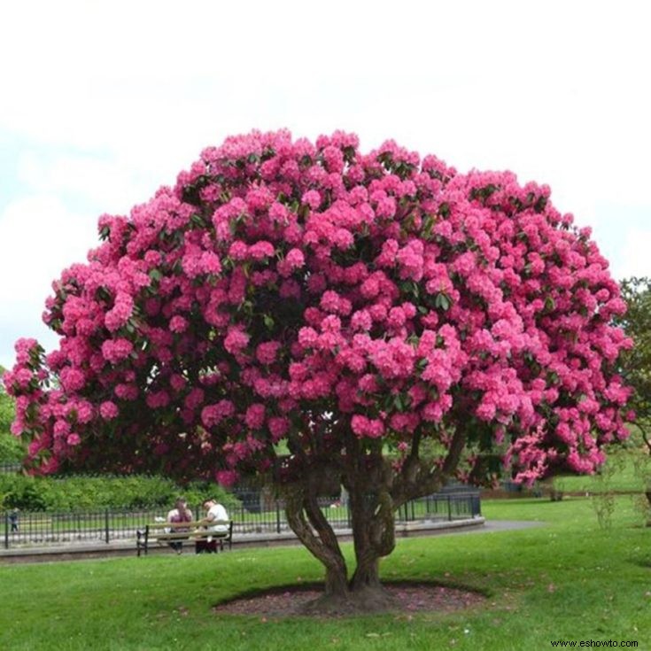 Árboles bonsái rosados:43 opciones coloridas para la variedad del paisaje