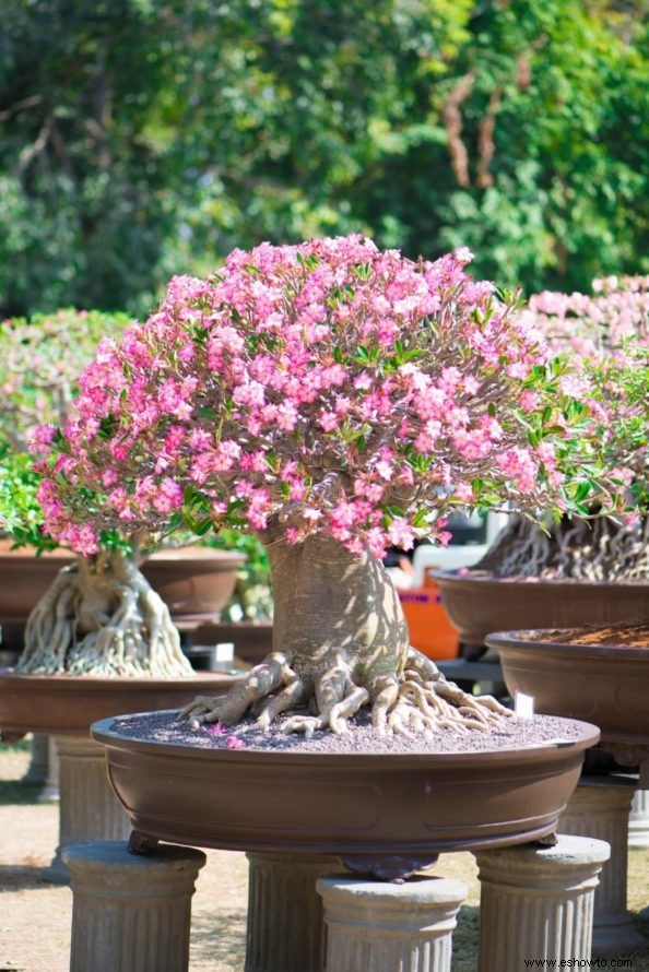 Árboles bonsái rosados:43 opciones coloridas para la variedad del paisaje