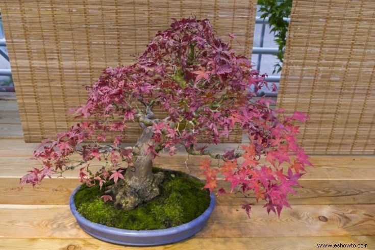 Árboles bonsái rosados:43 opciones coloridas para la variedad del paisaje