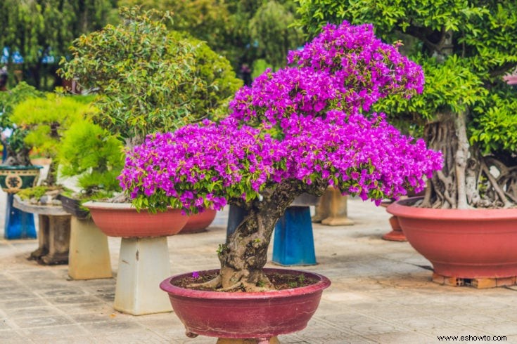 Árboles bonsái rosados:43 opciones coloridas para la variedad del paisaje