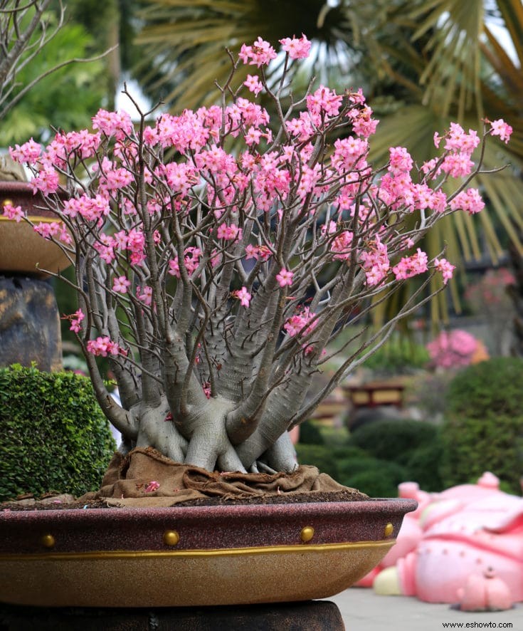 Árboles bonsái rosados:43 opciones coloridas para la variedad del paisaje